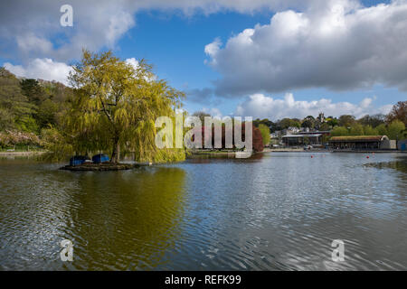 Helston in barca il lago; la molla; Cornovaglia; Regno Unito Foto Stock