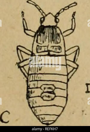 . Comune di insetti pregiudizievole del Kansas. Pesti di insetto; gli insetti. . Si prega di notare che queste immagini vengono estratte dalla pagina sottoposta a scansione di immagini che possono essere state migliorate digitalmente per la leggibilità - Colorazione e aspetto di queste illustrazioni potrebbero non perfettamente assomigliano al lavoro originale. Kellogg, Vernon L. (Vernon Lyman), 1867-1937; Kansas Stae University. Dipartimento di Entomologia. Lawrence : University of Kansas, Dipartimento di entomologia Foto Stock