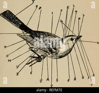 . I COMMISSARI' relazione.. Gioco e Gioco-uccelli; Gioco protezione; Pesca; Pesci. . Si prega di notare che queste immagini vengono estratte dalla pagina sottoposta a scansione di immagini che possono essere state migliorate digitalmente per la leggibilità - Colorazione e aspetto di queste illustrazioni potrebbero non perfettamente assomigliano al lavoro originale. In Ontario. Selvaggina e pesce commissione.. Toronto : stampato da Warwick Foto Stock