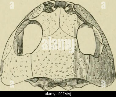 . La rana comune. Le rane. 8o la Rana comune. [Cap. mediately nella parte anteriore del brachiale archi, continua a essere così collegati e diventa uno dei due " cornicula", mentre il rudimentale reliquie del brachiale archi che persistono diventare ciò che ve hanno visto nell'adulto come il cornua del os hyoides. In tal modo l'anatomia della linguetta-osso della rana, studiato nei suoi cambiamenti progressivi, ci rivela che altrimenti insospettato le relazioni esistenti in talune parti della lingua-osso dell'uomo. Si presenta a noi il cornua del suo os hyoides come collegate a quelle di grandi dimensioni e complesse arco brachiale Foto Stock