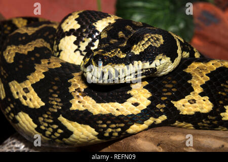 Jungle Carpet Python (Morelia spilota cheynei) Foto Stock