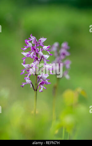 Orchidea militare; Orchis militaris; fiore; Norfolk, Regno Unito Foto Stock