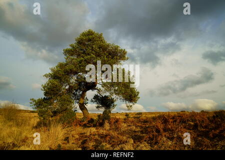 Ashdown Forest Sussex, un storto Scots pine tree & nuvole temporalesche Foto Stock
