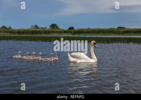 Cigno; Cygnus olor; Con Cygnets; Norfolk, Regno Unito Foto Stock