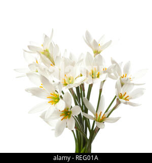 Gigli isolato su uno sfondo bianco. bianco giglio di pioggia (zephyranthes candida) Foto Stock