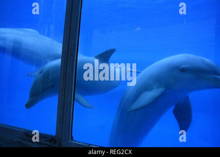 Madrid, Spagna. Xxi gen, 2019. Una femmina di delfino di bambino "Coral" è visto in un acquario presso lo zoo di Madrid. Lei è nato lo scorso gennaio 2018 del peso di circa 10 kg e misura circa 1 metri. Secondo i custodi dei delfini, ella è in ottimo stato di salute. Credito: John Milner/SOPA Immagini/ZUMA filo/Alamy Live News Foto Stock