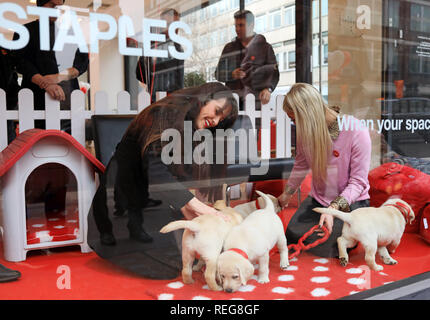 Londra, Regno Unito. Xxi Jan 2019. Su Blu Lunedì, Staples soluzioni create un pop-up 'felice spazio' su Baker Street, Londra, per sollevare gli spiriti degli impiegati. Carino 8 settimane vecchio Labrador Retriever cuccioli erano a portata di mano per aggiungere un po' di allegria su più deprimenti giorno dell'anno. La ricerca ha trovato che ha trovato che 81% di ufficio nel Regno Unito i lavoratori dicono il loro spazio in ufficio ha un impatto diretto sulla loro salute mentale. Katie Leonard, 21 da Manchester e Marnie Davies, 25 da Londra Foto di giocare con i cuccioli di questa mattina. Credito: Oliver Dixon/Alamy Live News Foto Stock