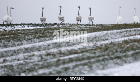 22 gennaio 2019, Baden-Wuerttemberg, Obermarchtal-Reutlingendorf: diversi stand Singschwäne su una coperta di neve prato. Foto: Thomas Warnack/dpa Foto Stock