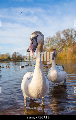 Kidderminster, Regno Unito. Il 22 gennaio, 2019. Regno Unito: meteo dopo oggi molto freddo inizio precoce, il glorioso sole mattutino qui è la maggior parte del benvenuto vista per la fauna selvatica in Worcestershire. Credito: Lee Hudson/Alamy Live News Foto Stock