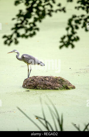 Schwechow, Germania. 09Sep, 2017. Un Airone cenerino è in agguato su una piccola isola. Credito: Jens Büttner/dpa-Zentralbild/ZB/dpa/Alamy Live News Foto Stock