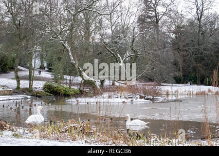 Glasgow, Scotland, Regno Unito. Il 22 gennaio, 2019. Regno Unito: Meteo cigni e anatre vedere parte della loro laghetto ghiacciato come una valanga di neve cade su Queen's Park. Credito: Berretto Alamy/Live News Foto Stock