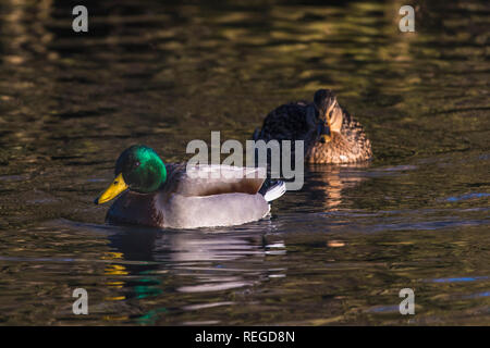 Un maschio e femmina le anatre bastarde Anas platyrhynchos visto su un lago. Foto Stock