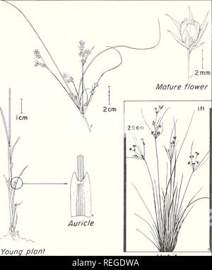 . Piante comuni di peccio-bluestem gamma. Ecologia vegetale; erbe; piante foraggere. La povertà RUSH Juncus tenuis Willd. La povertà rush, noto anche come canapa e rush wiregrass rush, cresce lungo i sentieri in cantieri e in altri luoghi con traffico pesante. Si inizia la crescita nel tardo inverno, producendo piccoli, densi ciuffi. Ma- ture culmi raggiungere circa 2 metri in altezza. Le foglie sono per la maggior parte basale, di solito meno di 1/25 pollici di larghezza e circa metà come alto come i gambi dei fiori. I fiori appaiono in primavera e i semi maturi in aprile o maggio. Infiorescenze raramente supera i 3 cm di lunghezza e 1 pollici di larghezza. Flo Foto Stock