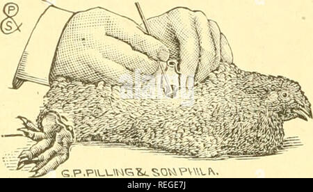 . Il senso comune sul pollame elevare;. Il pollame. La figura 3. Molla migliorata dello spanditore. Allargare l'apertura. per visualizzare Menzogne vicino fino al retro del faraone. Capita a volte che entrambi i testicoli sono in vista, ma questo non è generalmente il caso, come l'altro si trova essere- yond e più sull'altro lato dell'Uccello, l'intestino impedendo che esso "di essere visto da questa apertura. Il testicolo ha portato alla vista è en- veloped in un film. Questo dovrebbe essere portato via con il testicolo. Alcune persone in caponizing strappare la pelle aperta e poi prendere il testicolo. Il pericolo in questo modo è che se questa pelle è lasciata lì Foto Stock