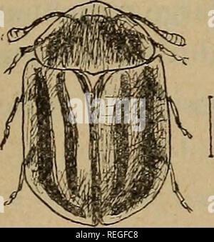 . Comune di insetti pregiudizievole del Kansas. Pesti di insetto. . Si prega di notare che queste immagini vengono estratte dalla pagina sottoposta a scansione di immagini che possono essere state migliorate digitalmente per la leggibilità - Colorazione e aspetto di queste illustrazioni potrebbero non perfettamente assomigliano al lavoro originale. Kellogg, Vernon L. (Vernon Lyman), 1867-1937; Kansas. Università. Dipartimento di entomologia. [Dal vecchio catalogo]. [Lawrence, Kan. ] L'Università Foto Stock
