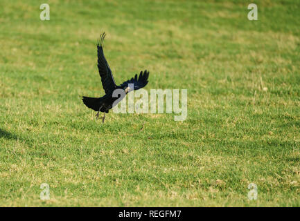 Unico Rook (Corvus frugilegus) tenuto fuori da un campo erboso su un soleggiato inverni giorno Foto Stock