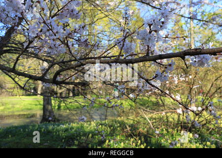 Blooming bellissimo giardino di primavera. Il risveglio della natura. La fioritura degli alberi, fiori snowdrop. Sakura, il ciliegio, il susino. Foto Stock