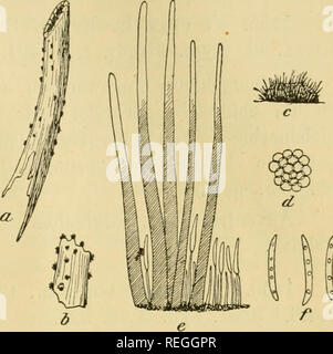 . Il dott. L. Rabenhorst's Kryptogamen-Flora von Deutschland, Oesterreich und der Schweiz. Alle crittogame -- Germania; alle crittogame -- Austria; alle crittogame -- la Svizzera. Vermicularia 493 Vermicularia Dematium (Pers.) Le patatine fritte a. Stengelstiickchen mit dem Pilz in natürlicher Grösse. h. Ein mehr vergrössertes Stengel- stückchen mit dem Pilz. c. Ein sehr stark vergrössertes Fruchtgehäuse. d. Kleiner Theil eines solchen, noch stärker vergrössert. e. Borsten des Fruchtgehäuses Mit einem Theil des Hyme- niums. f. Sporen, Stark vergrössert. Alles nach Sacc, F. italici, Tafel 1446.. Vermicularia Wallrothii sacc. a. Foto Stock