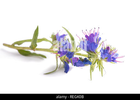 Viper dell o Bugloss Blueweed isolati su sfondo bianco Foto Stock