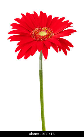 Rosso fiore di Gerbera isolati su sfondo bianco Foto Stock