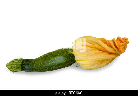 Squash blossom isolati su sfondo bianco Foto Stock