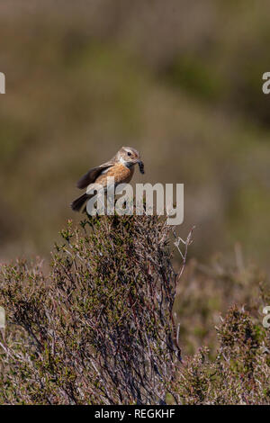 Stonechat comune Saxicola torquatus Foto Stock