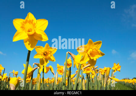 daffodils flowering in spring sunshine Foto Stock