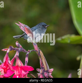 Il slaty flowerpiercer, Diglossa plumbea, è un uccello passerine che è endemica di altopiani del Costa Rica e Panama occidentale. Foto Stock