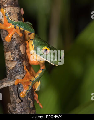 Super tiger-gamba scimmia raganella (Phyllomedusa tomopterna) salendo strelicia fiore di notte, Alajuela, Costa Rica Foto Stock