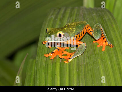 Super tiger-gamba scimmia raganella (Phyllomedusa tomopterna) su una foglia, Alajuela, Costa Rica Foto Stock