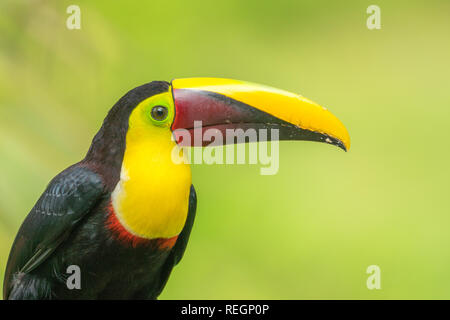 Giallo-throated toucan (Ramphastos ambiguus), noto anche come black-mandibled o di castagno mandibled toucan in Maquenque, Costa Rica. Foto Stock