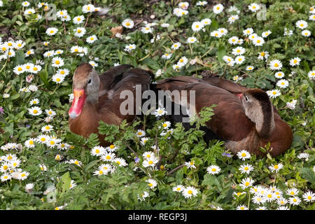 Rospo sibilo-anatre in appoggio sull'erba tra le margherite Foto Stock