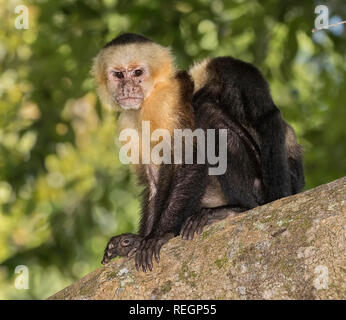 Il cappuccino dalla testa bianca (Cebus imitator), Costa Rica Foto Stock