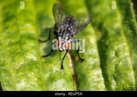 Carne volare guardando verso la telecamera, appoggiato su una foglia Foto Stock