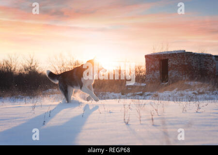 Siberian Husky cane a giocare sul campo d'inverno. Happy puppy in soffice neve. Fotografia degli animali Foto Stock