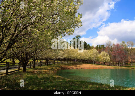 Bradford Peri che fiorisce in primavera Foto Stock