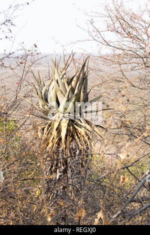 Aloe in Waterberg Plateau, Namibia Foto Stock