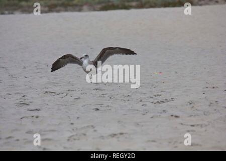 SAN DIEGO, Stati Uniti d'America - 19 agosto 2013: Seagull con ali aperte su Coronado Beach in California Foto Stock