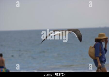 SAN DIEGO, Stati Uniti d'America - 19 agosto 2013: Seagull battenti sulla spiaggia con una donna in background Foto Stock