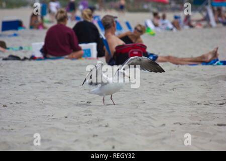 SAN DIEGO, Stati Uniti d'America - 20 agosto 2013: Seagull su Coronado Beach con persone in background Foto Stock