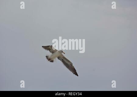 SAN DIEGO, Stati Uniti d'America - 19 agosto 2013: Seagull volare nel cielo. Vista dal basso Foto Stock