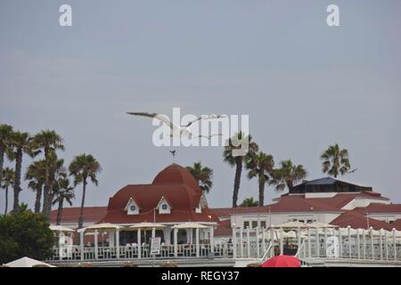 SAN DIEGO, Stati Uniti d'America - 20 agosto 2013: Seagull sorvolano Coronado Beach in San Diego con Coronado hotel in background Foto Stock