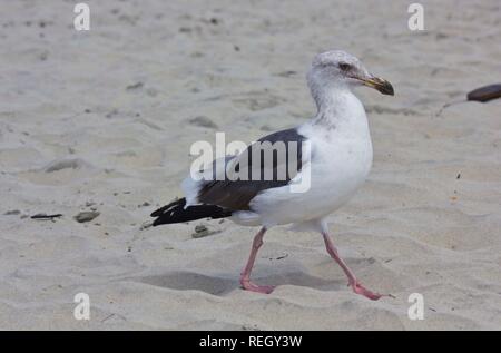 SAN DIEGO, Stati Uniti d'America . 19 AGOSTO 2013: Seagull su Coronado Beach a San Diego, close up Foto Stock