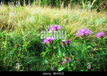 Centaurea Jacea Foto Stock