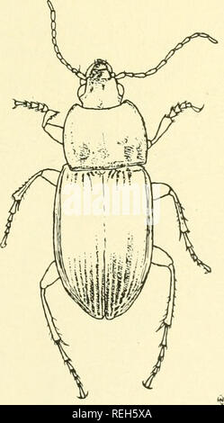 . Coleoptera illustrata. Coleotteri. Coleoptera illustrata, Vol. I, No. 4. Piastra di Carabidi XXIII.. 173. Pterostichus eurymorpha, Tschitschertne. £ a lungo. 8.5 mm. Patria. Provincia di Amur.. Si prega di notare che queste immagini vengono estratte dalla pagina sottoposta a scansione di immagini che possono essere state migliorate digitalmente per la leggibilità - Colorazione e aspetto di queste illustrazioni potrebbero non perfettamente assomigliano al lavoro originale. Notman, Howard. Brooklyn, N. Y Foto Stock