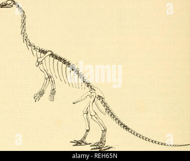 . A sangue freddo vertebrati: parte i pesci. Pesci, anfibi e rettili. Rettili grande elenco di nomi, ma limitazione di spazio permette di citare qui solo di poche forme di cospicua. Uno dei più antichi di tutti North American theropods è il Anchisaurus^ le cui tracce si trovano in strati Triassico nel Connecticut Valley. Anchisaurus era un carnivoro di cui gli arti anteriori erano più grandi di iniezione di capitale. FiG. 62. Scheletro di Anchisaurus colurus, un dinosauro carnivoro dal Triassico del Connecticut Vallev. Dopo Marsh tion per arti posteriori rispetto a quelle di seguito dinosauri carnivori. Il Foto Stock