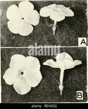 . Colchicine in agricoltura, medicina, biologia e chimica. Colchicine; colchicina. t • • f ^ • " la Fig. 15.1-fiore, polline, stomata, polline madre di cellule diploidi tetraploide e ceppi di Phlox drummondii. A, B. diploide tetraploide e fiori, rispettivamente. C. Il polline cellula madre con 7 bivalents. D. tetraploide polline cellula madre, n-14. Nota quadrivalency. E, F. Stomata di cellule diploidi e tetraploide rispettivamente. G, H. i granelli di polline di cellule diploidi e tetraploide, rispettivamente. (Dopo Eigsti e Taylor). Si prega di notare che queste immagini vengono estratte dalla pagina sottoposta a scansione di immagini che possono essere state digital Foto Stock