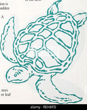 . Coast Watch. Risorse Marine; oceanografia; gestione delle zone costiere; ecologia costiera. la costa in autunno. Il vento non concentrare gli uccelli in primavera." alcuni uccelli migratori rivendicazione Carolina del Nord come il loro inverno home. "Se sei dal Canada del nord, nord Carolina sembra un ottimo posto per l'inverno," dice Parnell. Ogni anno, il lago Mattamuskeet è visitato da 25.000 a 30.000 snowy white-ospiti. Da Novembre a Febbraio il lago è a casa per la tundra swan, dalla tundra in Alaska e nord- ovest territori, nonché un piccolo gregge di oche canadesi, le oche delle nevi e tho Foto Stock