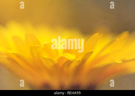 Gerbera daisy 'Sweet Smile" Foto Stock