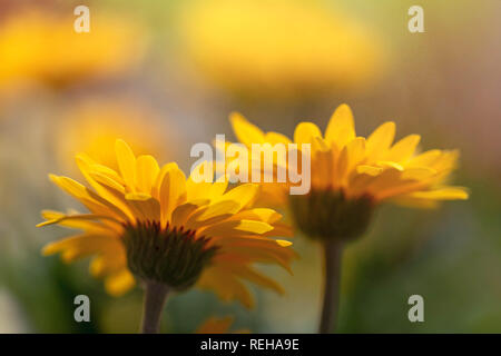 Gerbera daisy 'Sweet Smile" Foto Stock